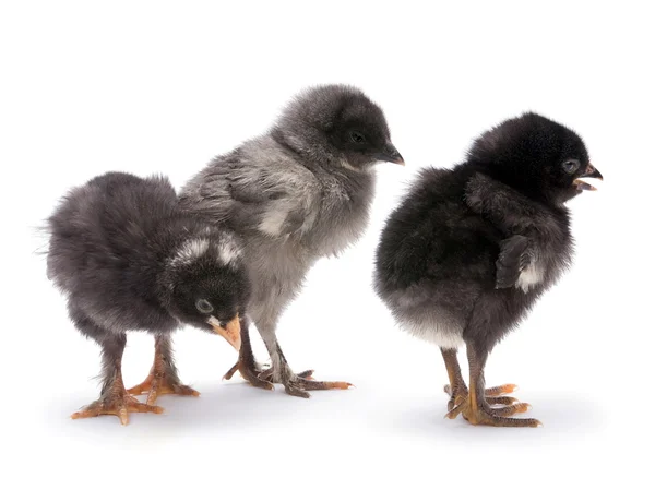 Grupa dziecko kurczaka — Zdjęcie stockowe
