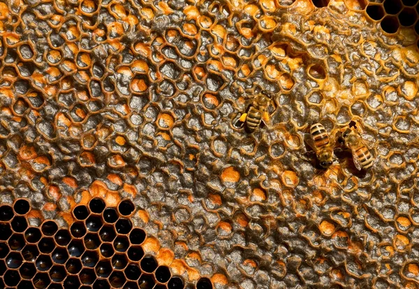 Honeycomb detail — Stock Photo, Image