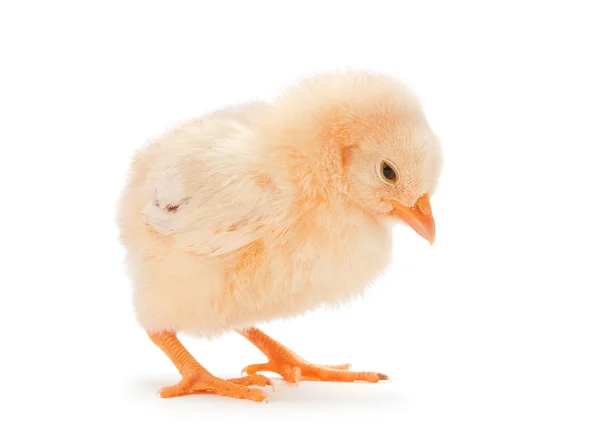 Dziecko żółty kurczak — Zdjęcie stockowe