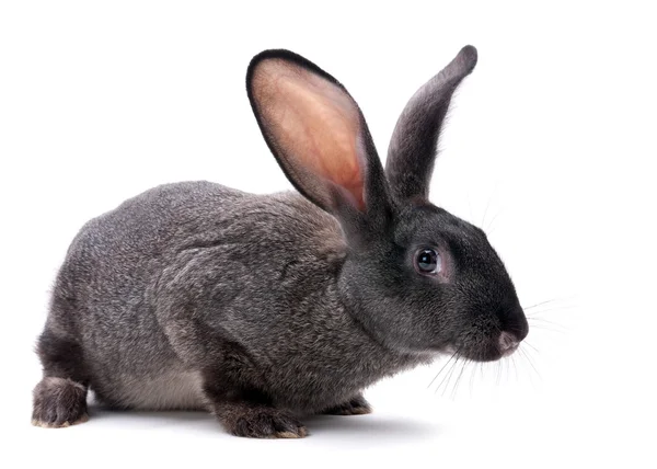 Rabbit farm animal — Stock Photo, Image