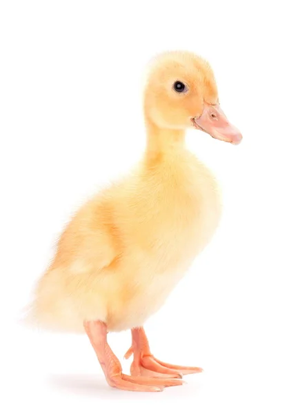 Yellow baby duck — Stock Photo, Image