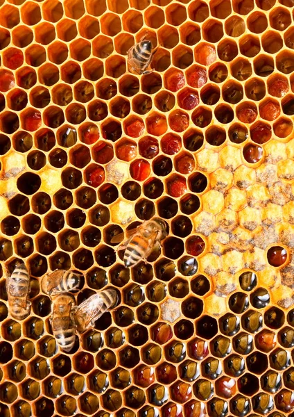 Honeycomb closeup — Stock Photo, Image