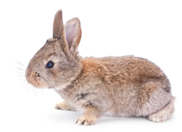 Baby kanin på vit — Stockfoto