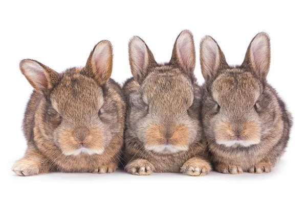 Três coelho bebê em branco — Fotografia de Stock