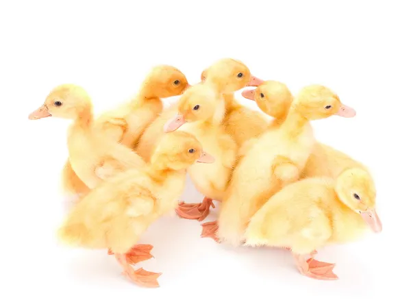 Grupo pato bebé amarillo —  Fotos de Stock