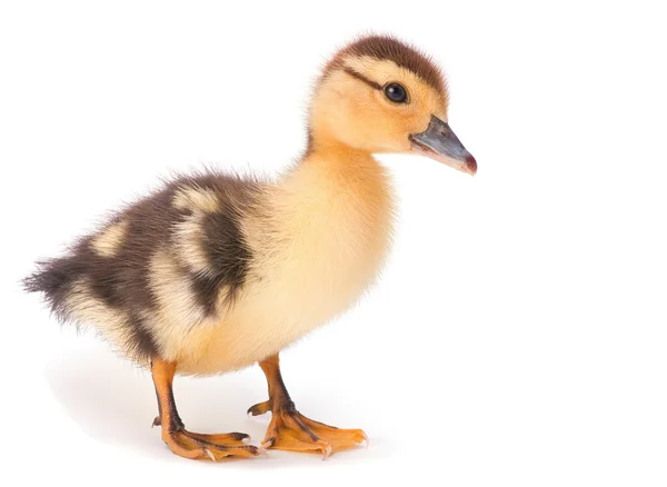 Pato bebé castanho Imagem De Stock