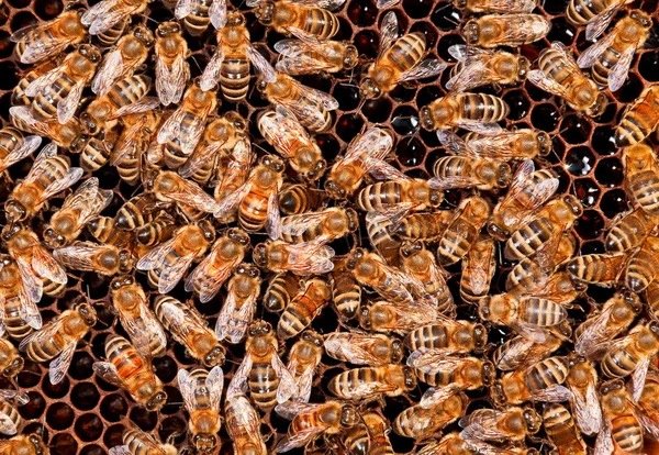 Insecten bee werken — Stockfoto