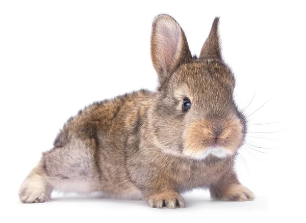 Bebé conejo en blanco —  Fotos de Stock