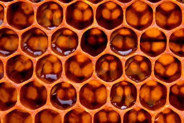 Estrutura favo de mel — Fotografia de Stock