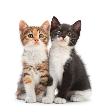 Two kitten sitting clipart