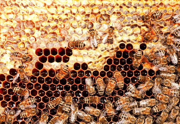 곤충 꿀벌 작업 — 스톡 사진