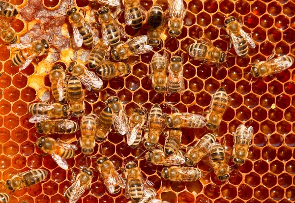 Insetos abelha trabalho — Fotografia de Stock