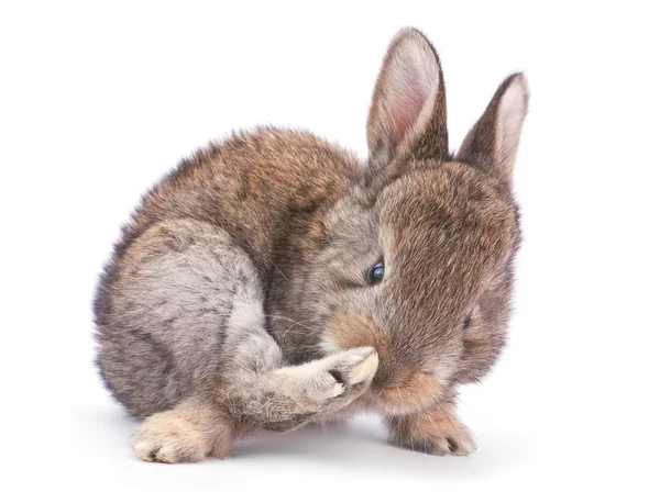 Baby rabbit on white — Stock Photo, Image