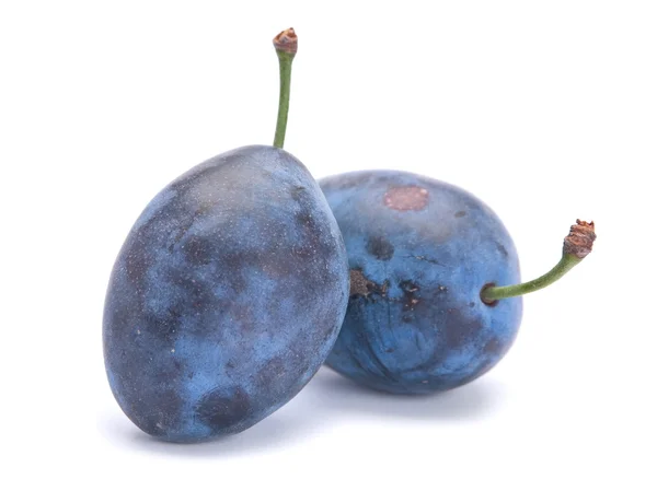 Prune mûre bleue — Photo