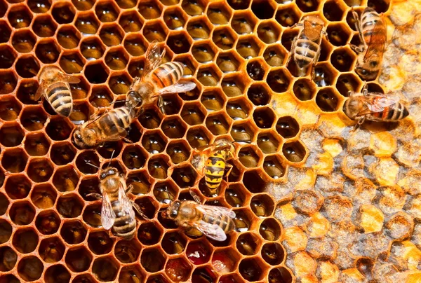 Bees working — Stock Photo, Image