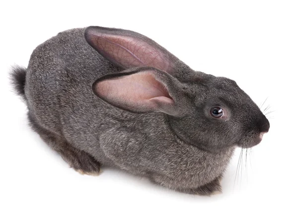 Gray rabbit — Stock Photo, Image