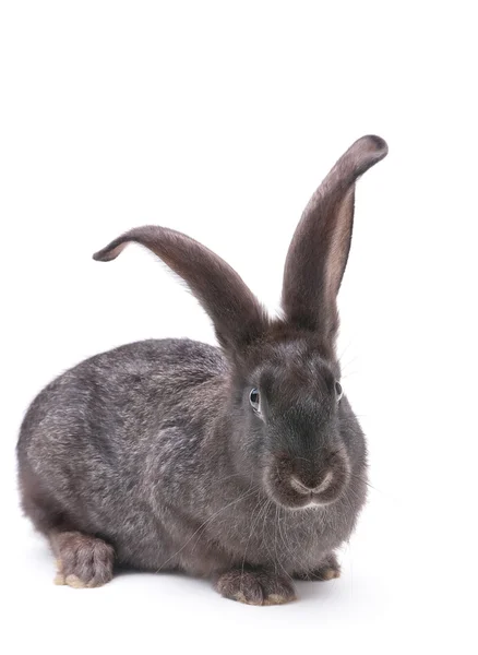 Kanin djur på gården — Stockfoto