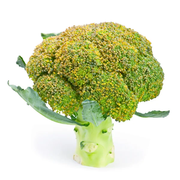 Cabbage broccoli — Stock Photo, Image