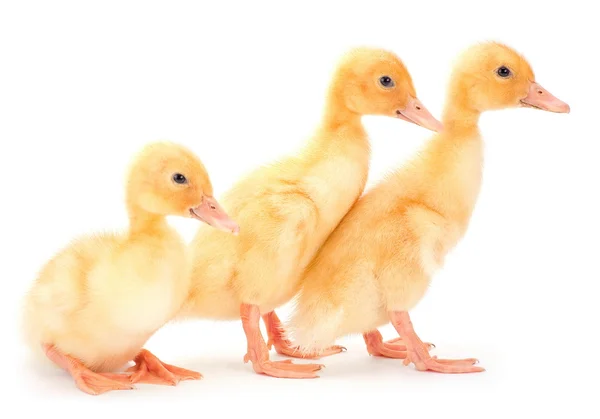 Drie geel duckling — Stockfoto