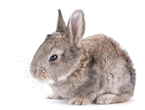 Baby rabbit — Stock Photo, Image