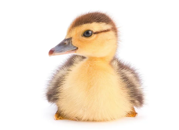 Brun ankungen — Stockfoto