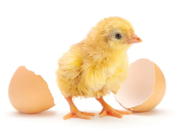 Pollo recién nacido —  Fotos de Stock