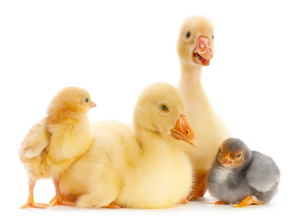 Young goose and chick — Stock Photo, Image