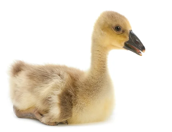 Jonge ganzen — Stockfoto