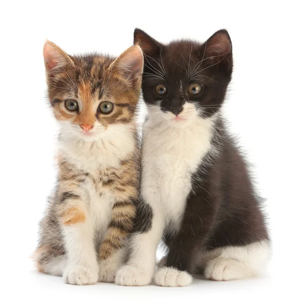 화이트에 두 고양이 — 스톡 사진