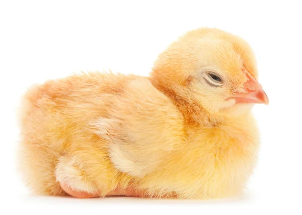 Żółty kurczak noworodka — Zdjęcie stockowe