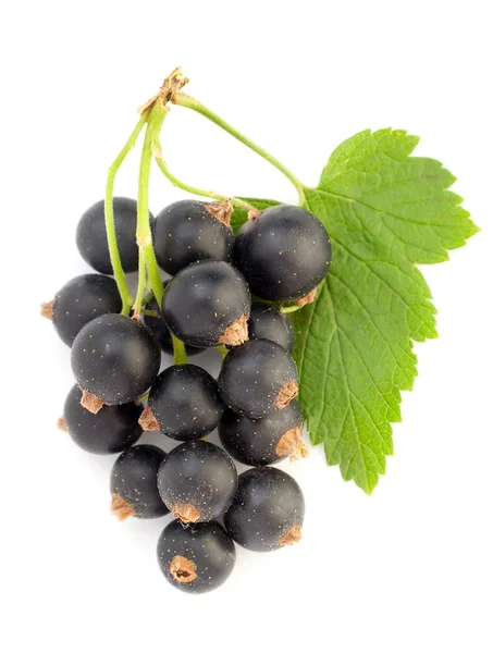 Svarta vinbär med blad — Stockfoto