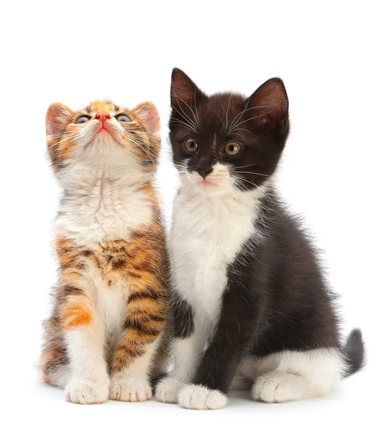 Twee kitten — Stockfoto
