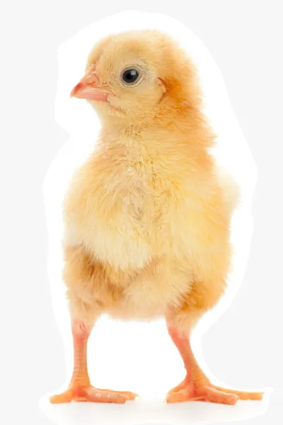 Gul nyfödda kyckling — Stockfoto