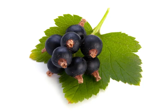 Black currant with leaf — Stock Photo, Image