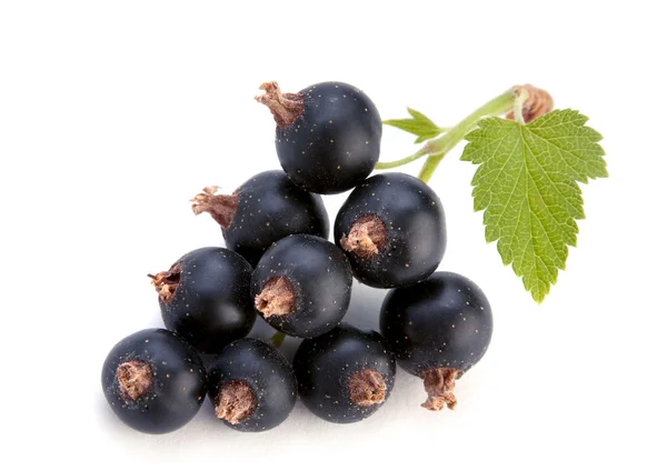 Black currant with leaf — Stock Photo, Image