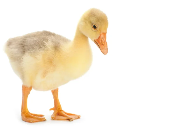 Goose isolated — Stock Photo, Image