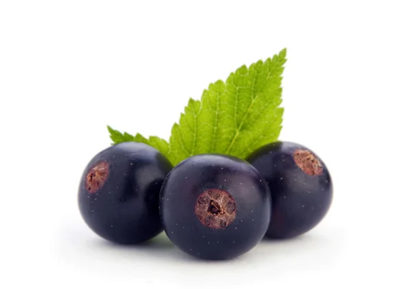 Siyah frenk üzümü berry — Stok fotoğraf