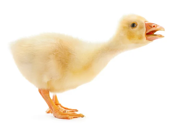 Goose isolated — Stock Photo, Image