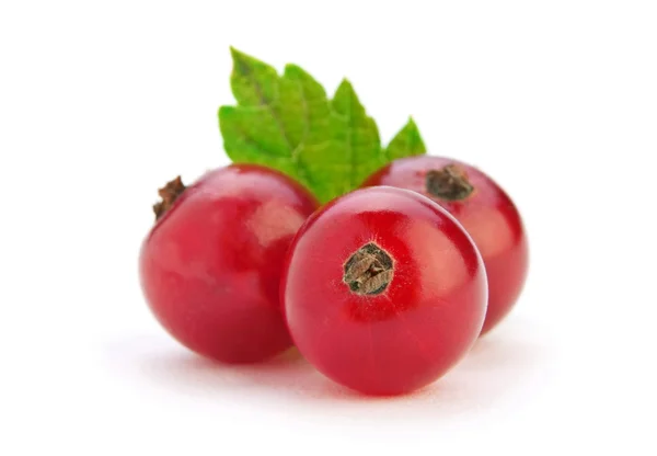 Merah currant berry — Stok Foto