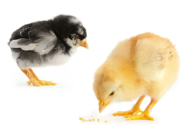 Pollo recién nacido aislado —  Fotos de Stock