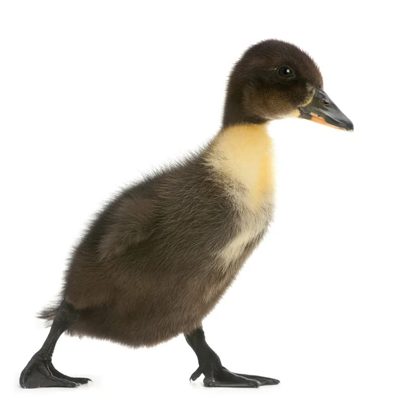 Black duck — Stock Photo, Image