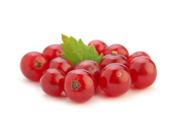 Merah currant berry — Stok Foto