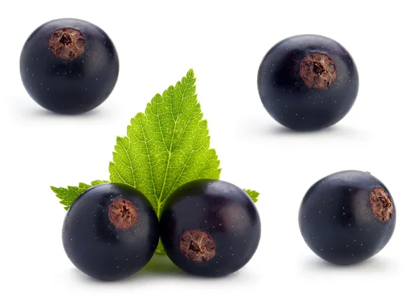 Fekete ribizli berry készlet — Stock Fotó