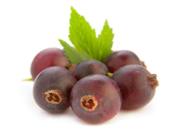 Josta hybrid gooseberry dan Black Currant — Stok Foto