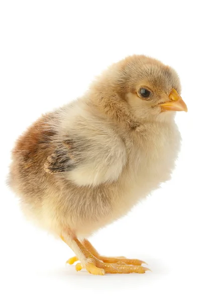 Frango recém-nascido isolado — Fotografia de Stock