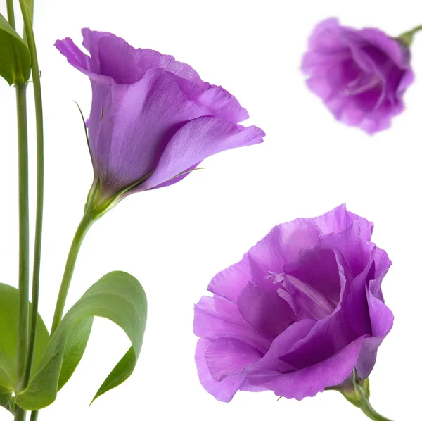 Eustoma bloem — Stockfoto
