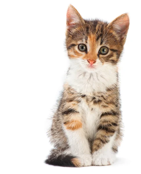 Genç yavru kedi — Stok fotoğraf