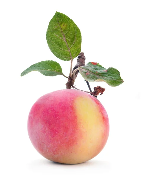 りんごの実 — ストック写真