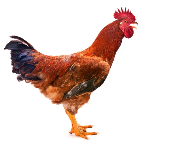 Red rooster — Stock Photo, Image