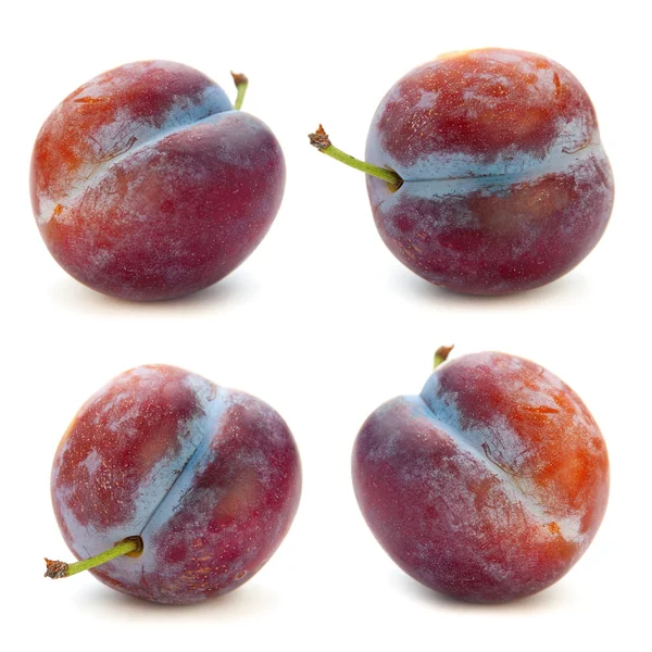 Plum fruit set — Stockfoto